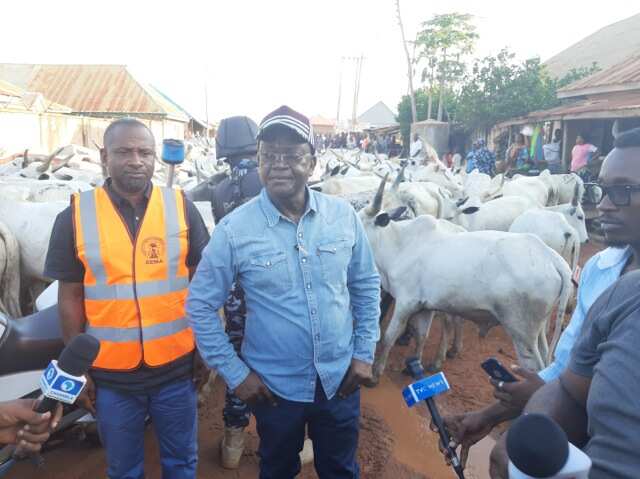 Benue governor Ortom runs into 150 cows arrests them for wandering