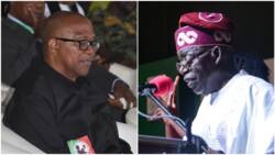 What will Peter Obi do if he loses to Tinubu in court? Labour Party spokesman speaks