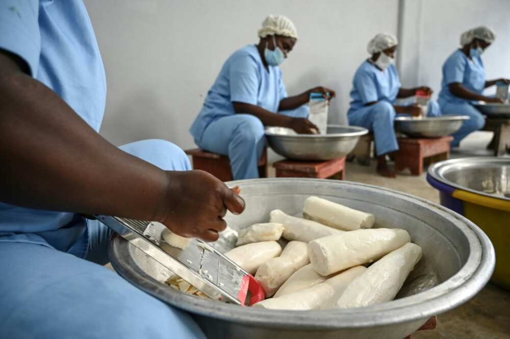 At Rama Cereal, an Ivorian grain mill, workers prepare cassava for adding to wheat flour