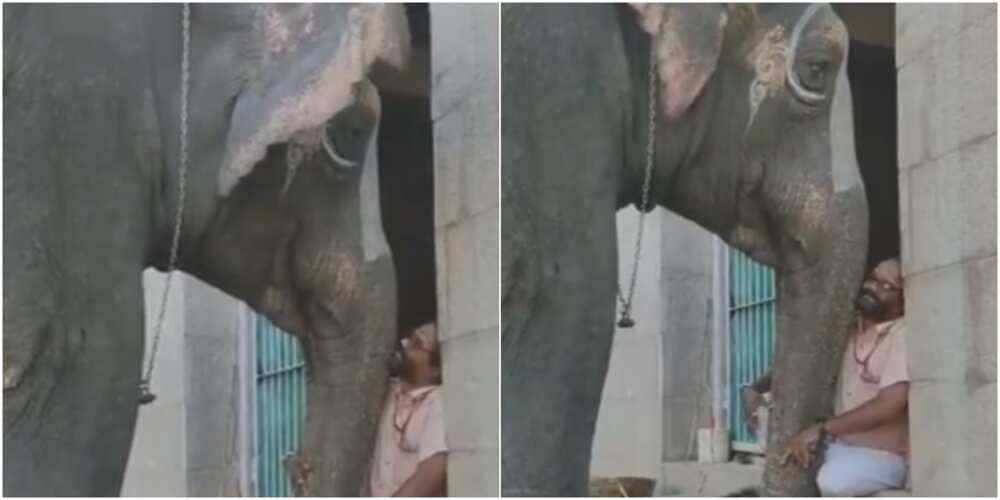 Adorable video of elephant complaining about people taking her pics to mahout goes viral