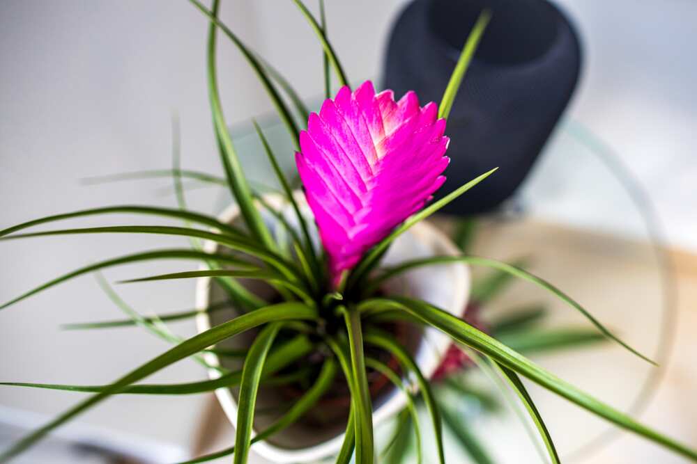outdoor plants that don't need sunlight outdoor plants that don't need sunlight