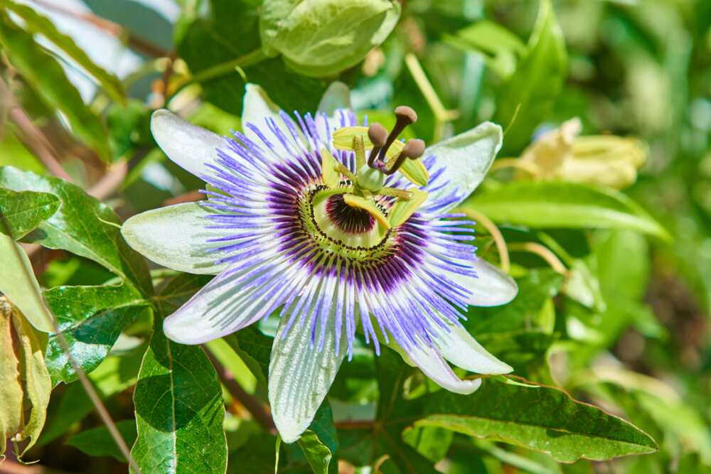 Close-up of a blue passion flower among tree leaves