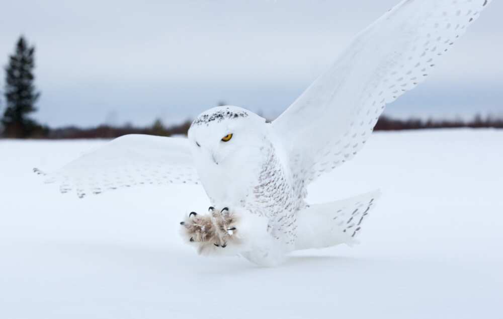Snowy Owl landing on a bog in Northern Minnesota