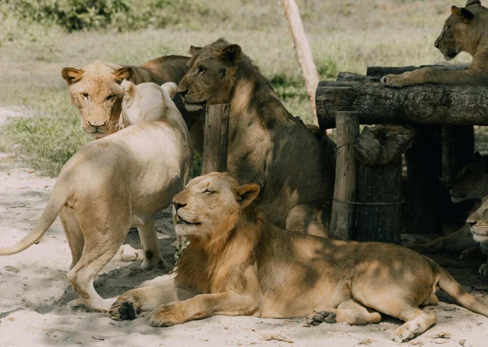 A pride of lion under a shade