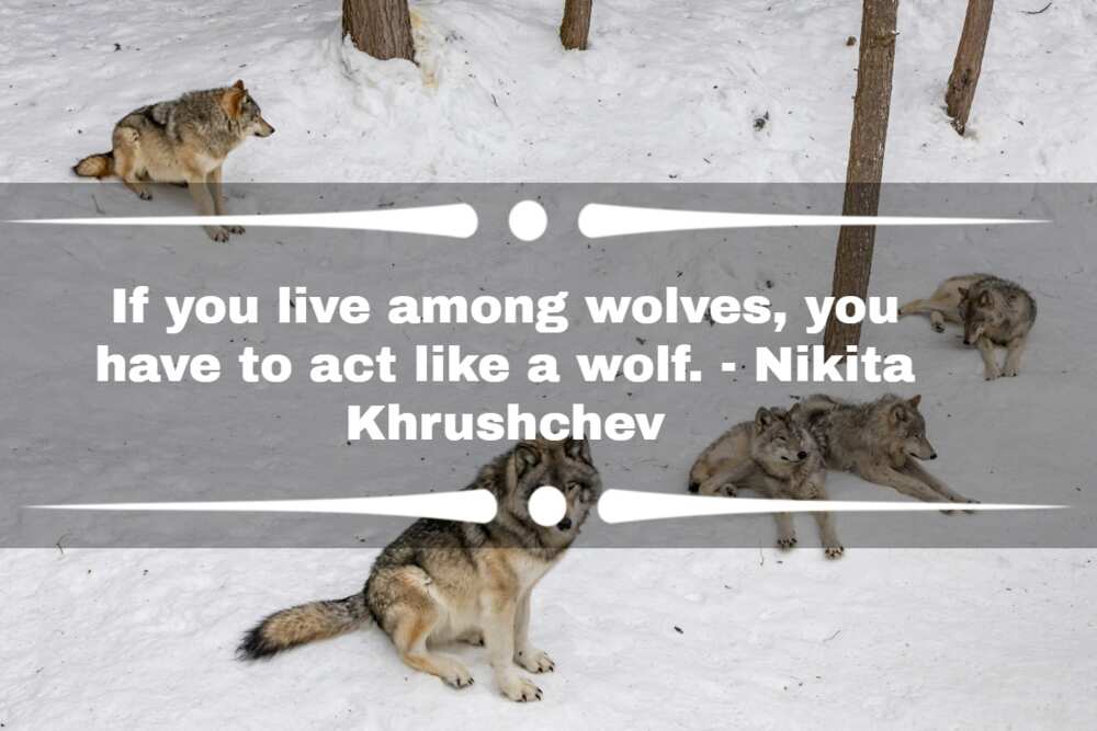 Quotes about wolves