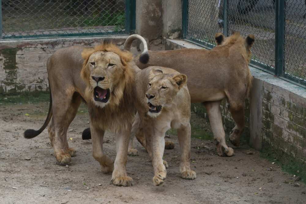Lahore Safari Zoo cancelled an auction of lions from its growing pride and said it would expand current facilities instead