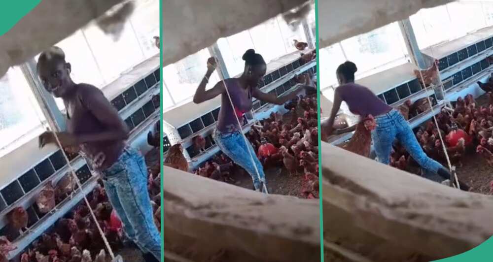 Lady caught performing for chickens in poultry