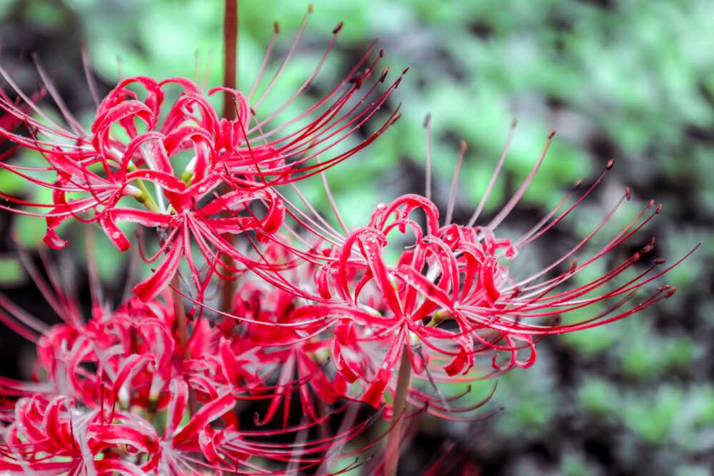 Red spider lily on a rainy day
