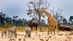 Quels sont les animaux qui vivent dans la savane africaine ?