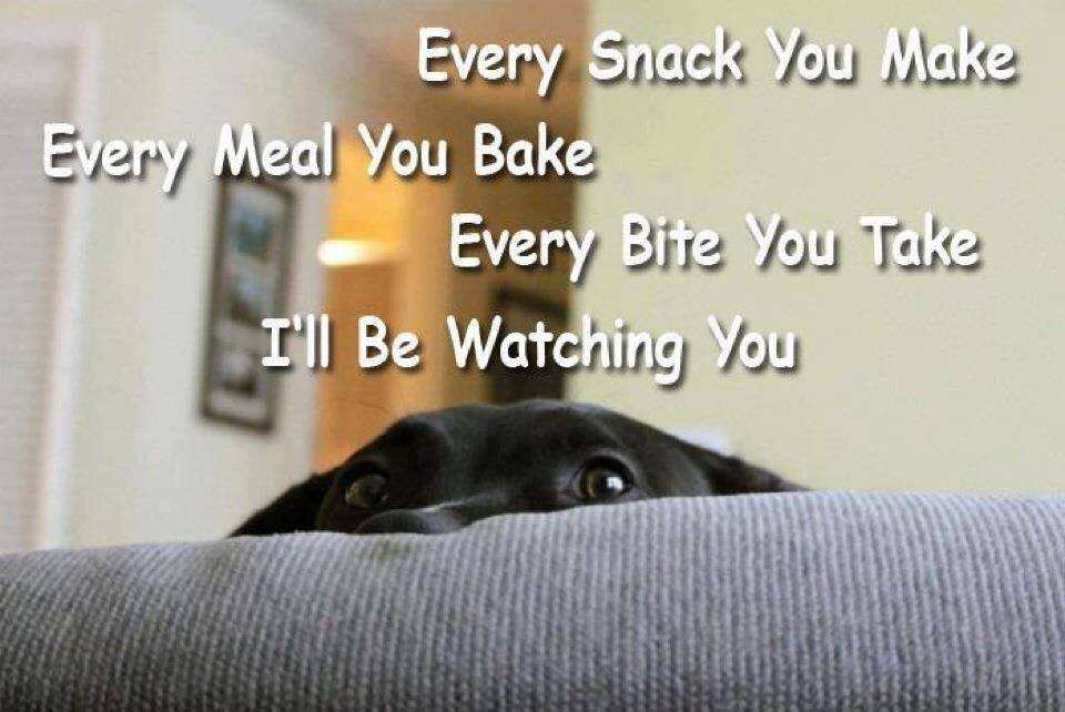 funny dog puns