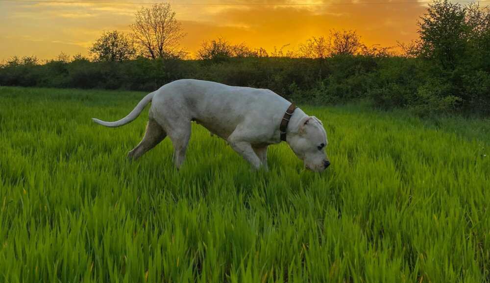 A Dogo Argentino walking on a green grass field
