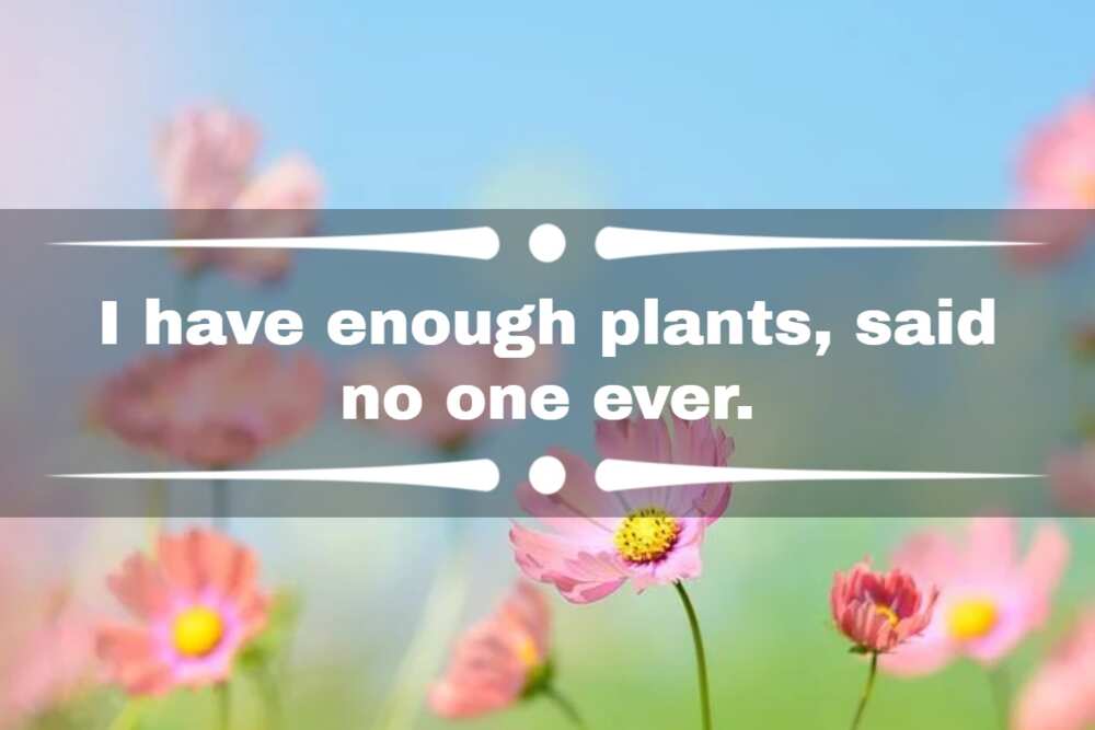 Quotes for plant lovers