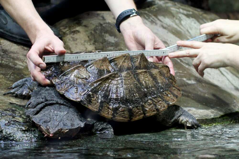 A matamata turtle is measured in a German zoo
