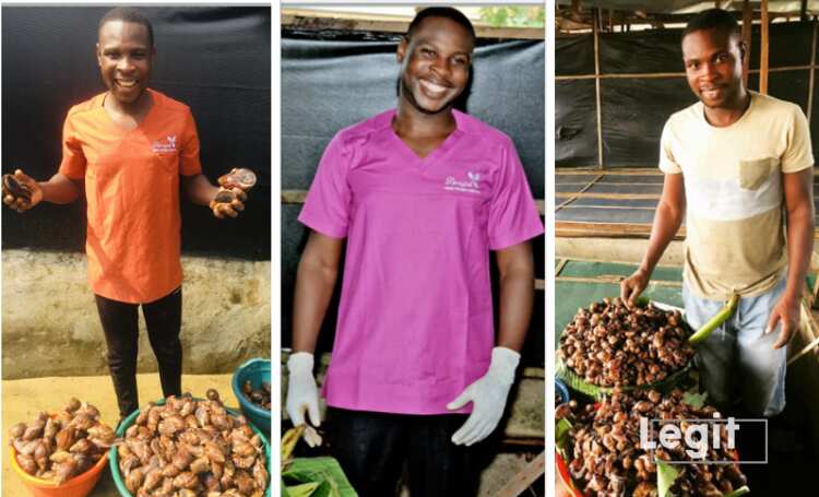 Snail farming, Henry Akpor Etineh, Arapel Agro Farms