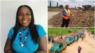 Yemisi Iranloye: Meet Nigeria's queen of cassava who makes over N5bn yearly