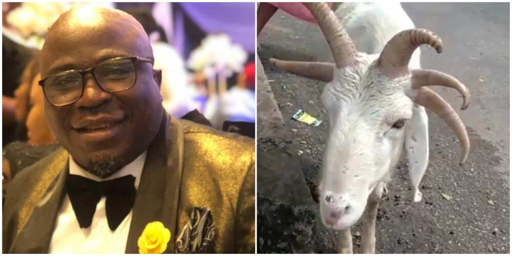Comedian Gbenga Adeyinka shares video of rare ram.