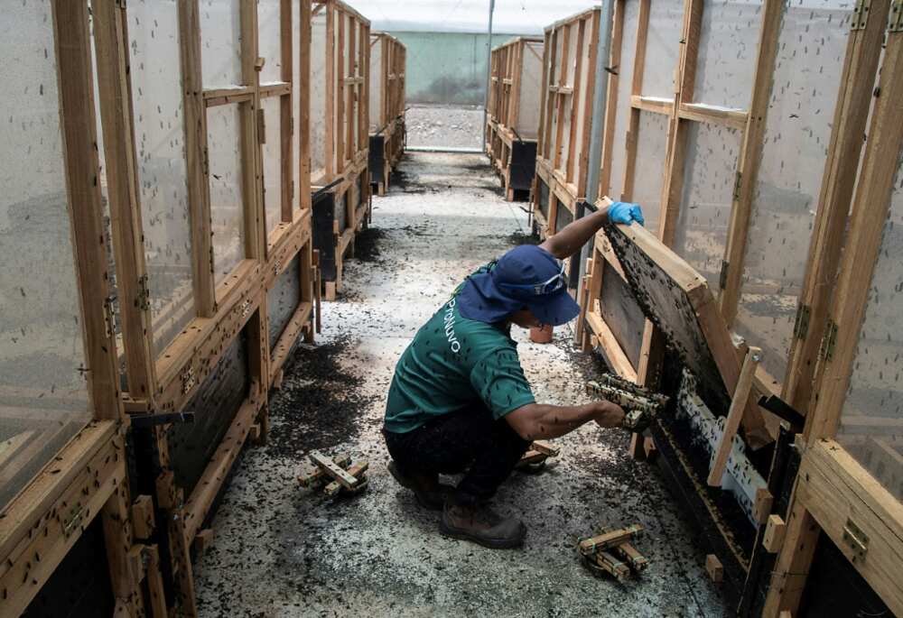 The corporate's final products are in the compose of dried larvae, protein powder or insect oil The corporate's final products are in the compose of dried larvae, protein powder or insect oil