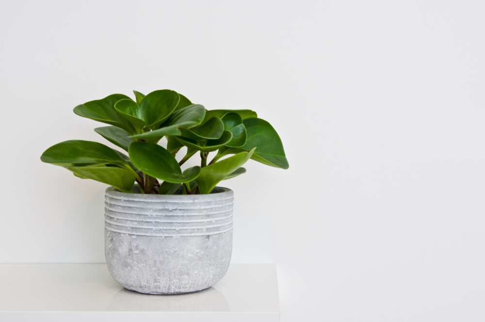 outdoor potted plants that don’t need sunlight outdoor potted plants that don’t need sunlight