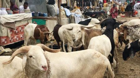 Eid-el-Kabir: Where to buy Ram at affordable market prices across Nigeria