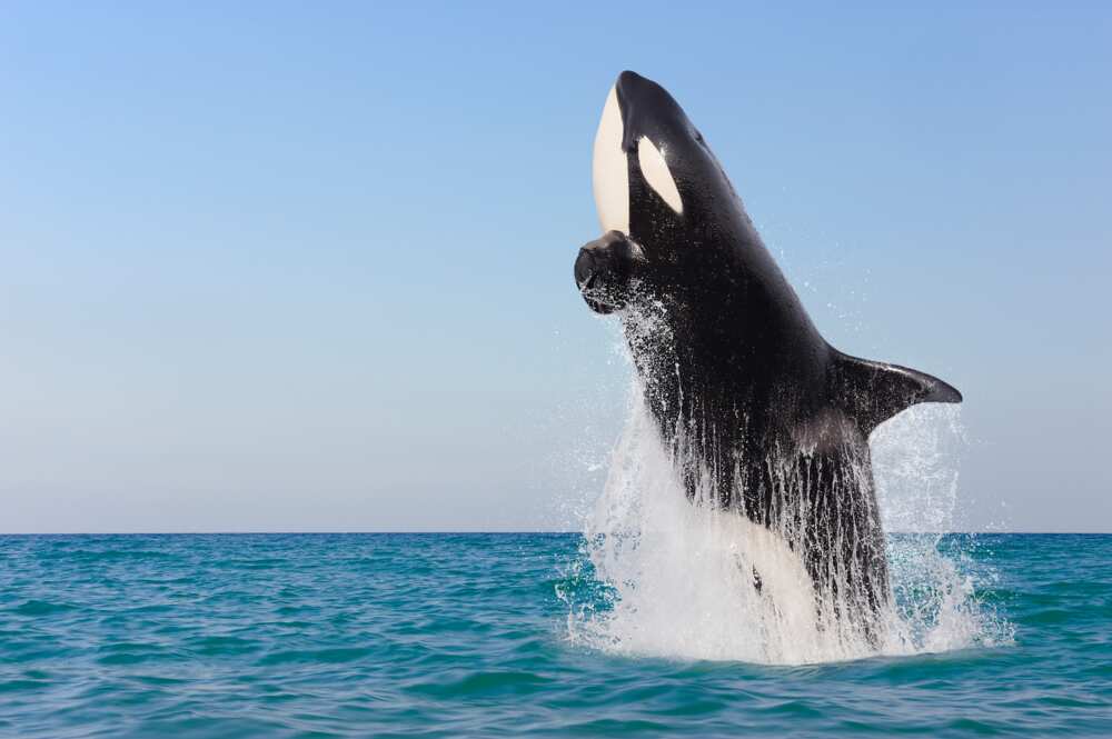 le plus bel animal du monde le plus bel animal du monde