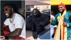 "You can’t lock me in the zoo": Fans react as Burnaboy dresses like a Gorilla to attack MC Mbakara in his home