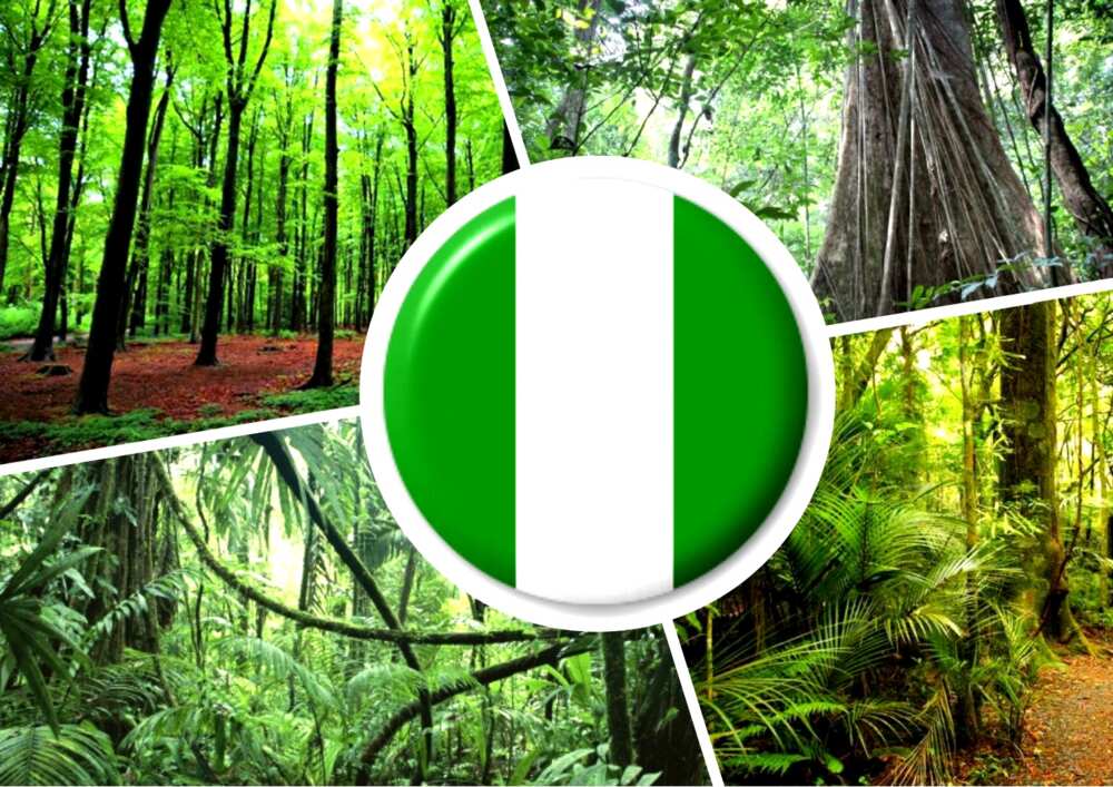 Types of Forest Found in Nigeria