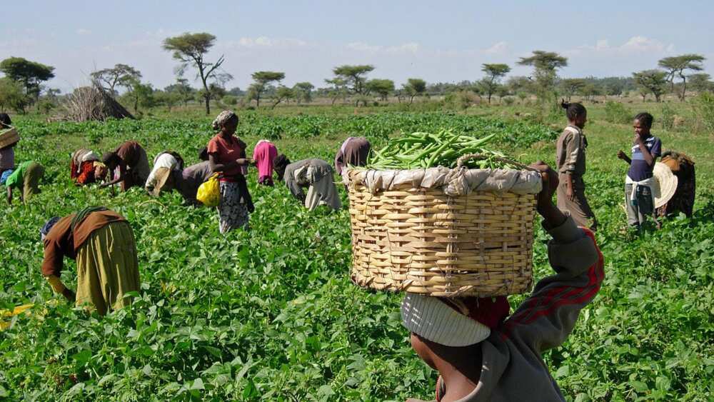 essay on food cultivation in nigeria