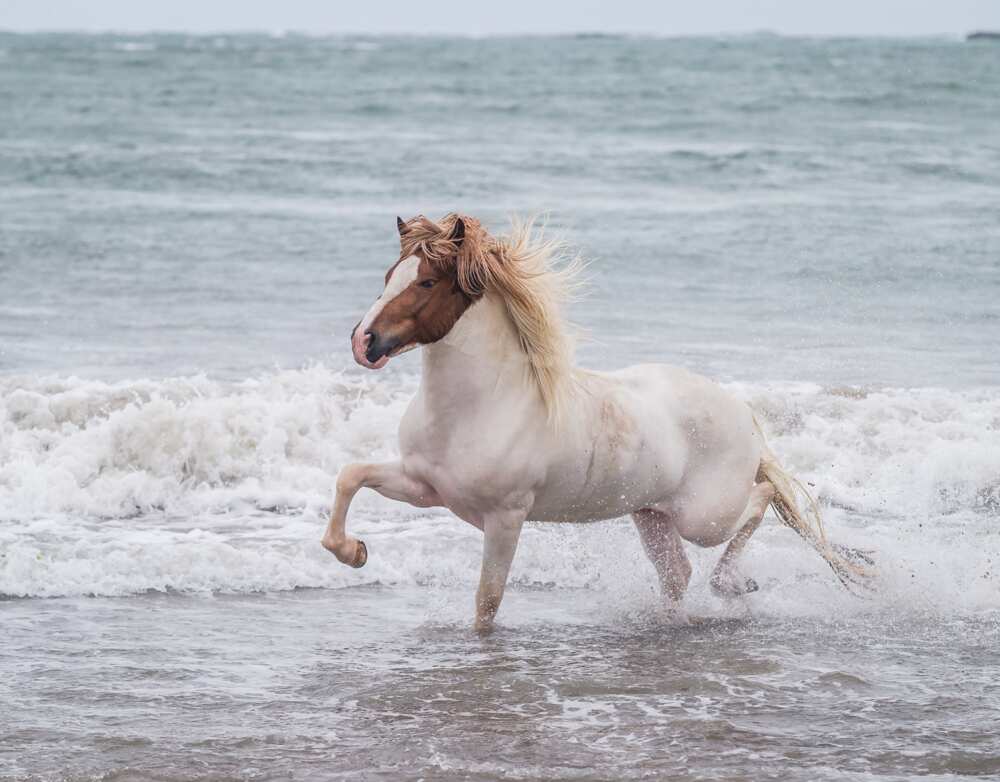 L'Islandais, le plus beau cheval du monde