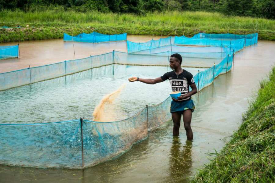 types-of-fish-farming-systems-legit-ng