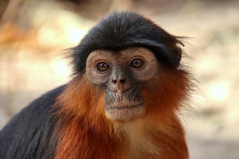 Western red colobus