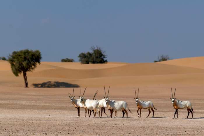 What is the national animal of UAE? Hint: it is not a camel What is the national animal of UAE? Hint: it is not a camel