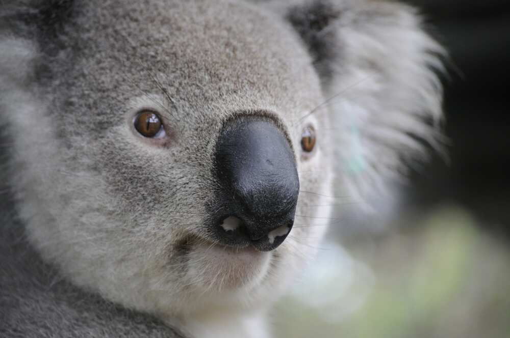 Koala puns