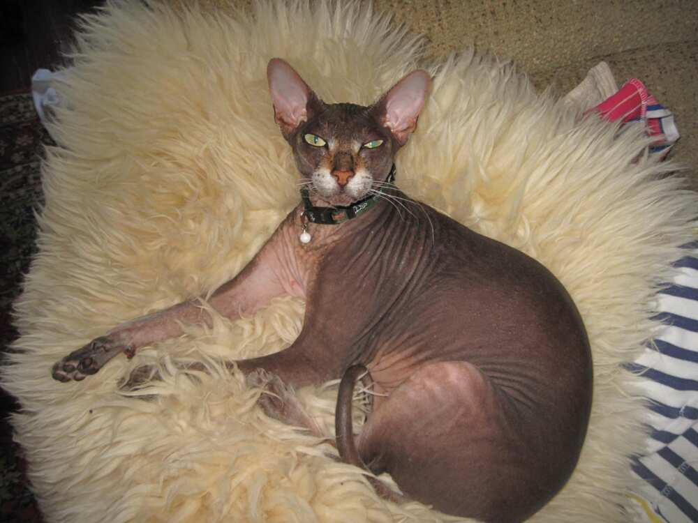 Kitten Costume for Cats, Chanel Tanktop for Sphynx Cat ?