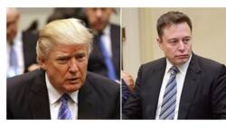 Twitter users worry Elon Musk may reinstate Donald Trump