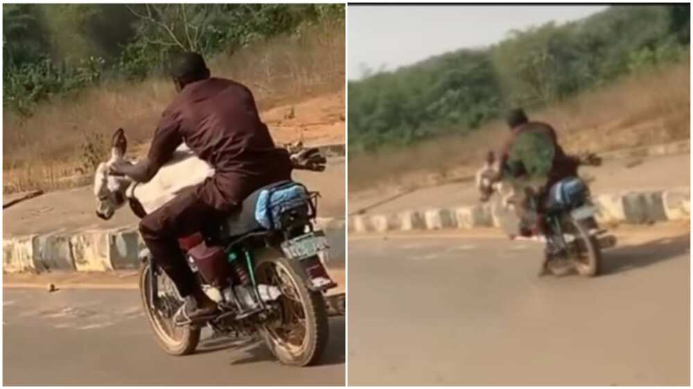 He placed the cow across the bike handles. He placed the cow across the bike handles.
