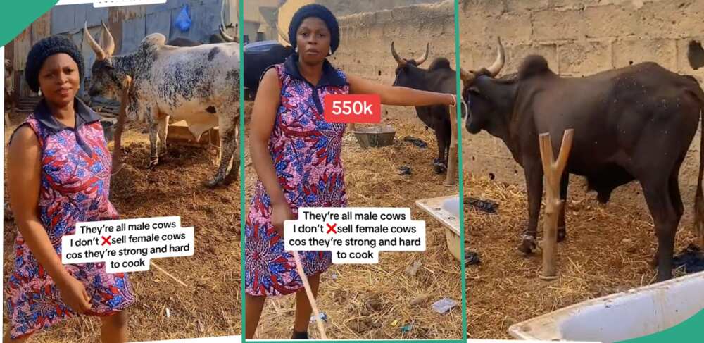 Lady shows off cows for sell.