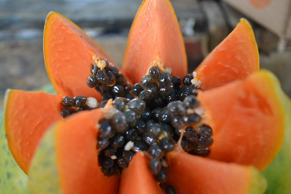 Papaya seed side effects