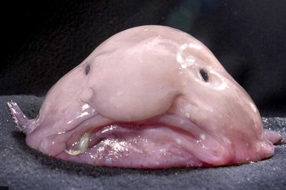 blobfish