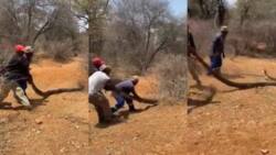 Video shows 3 men dragging a large snake, this is what the reptile did