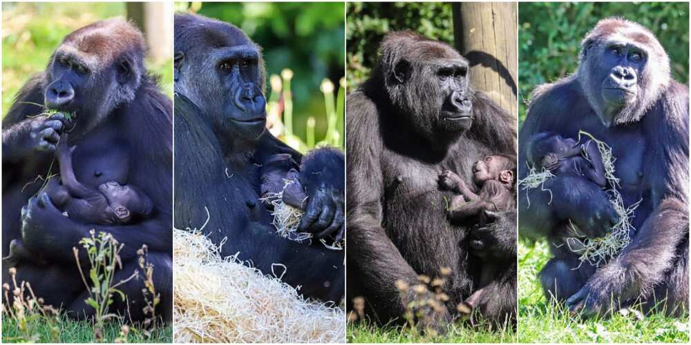 Can’t take my eyes off you-oo-oo: New mother gorilla cradles month-old baby