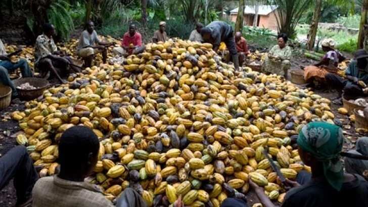 Cocoa harvest at plantation