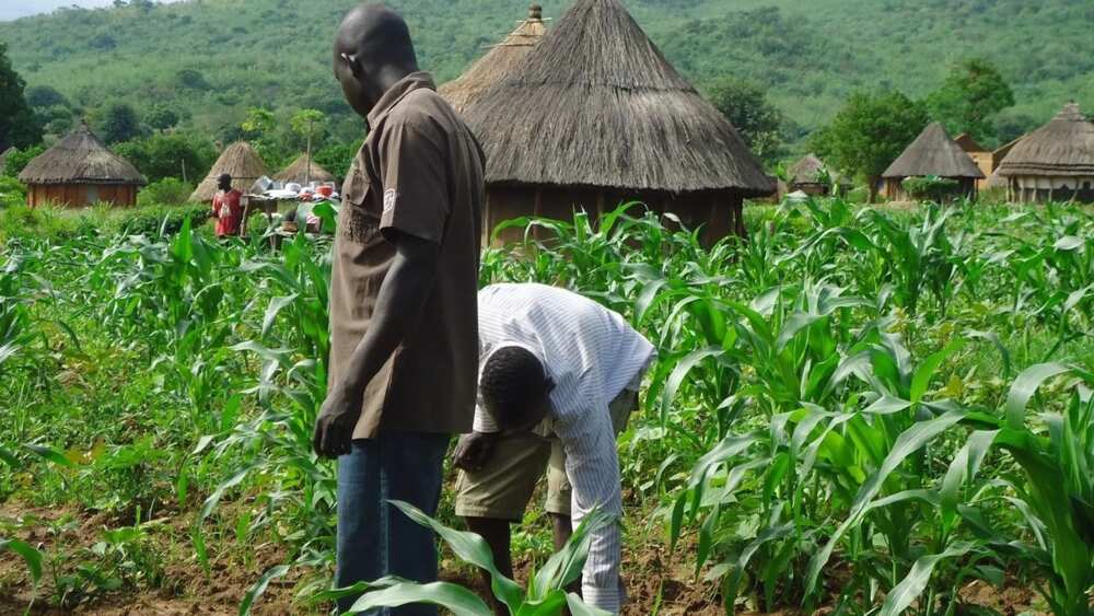 AfDB AgriPitch Competition Nigeria