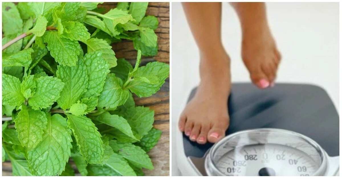 Benefits of mint leaves for weight loss - Legit.ng