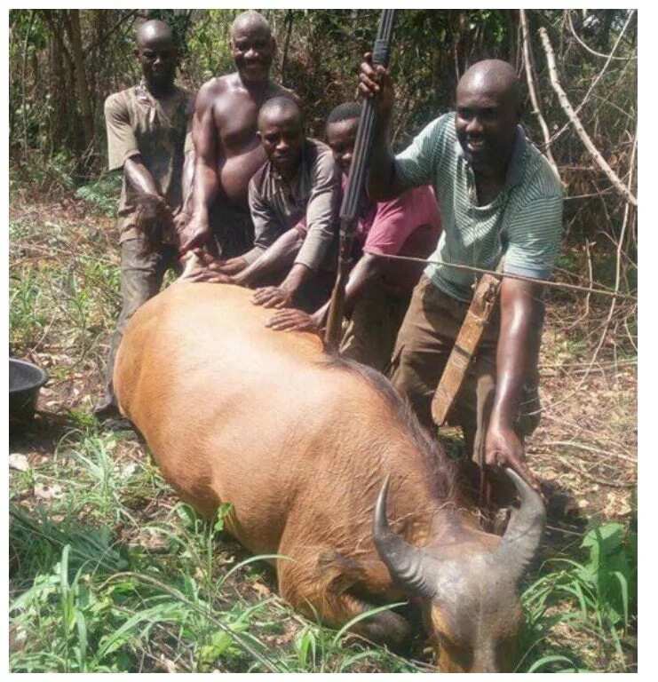 Brave hunter kills buffalo