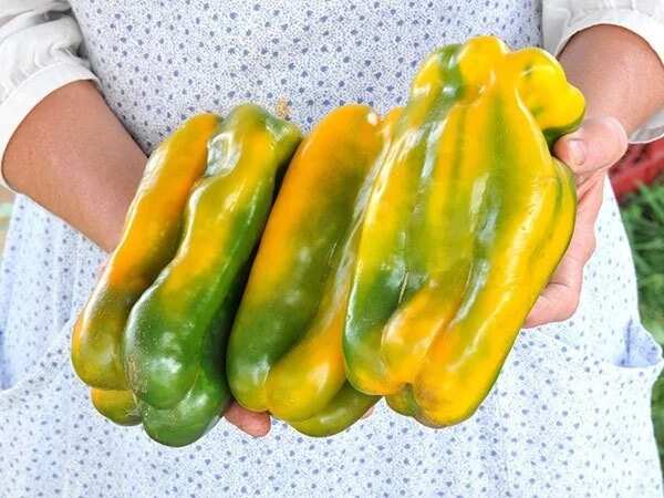 Pepper farming - chili and green