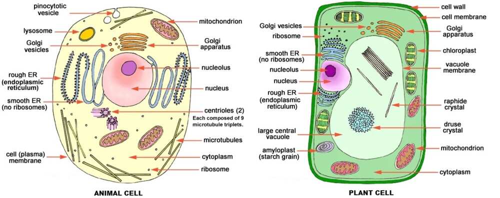 Plant and animal cell difference