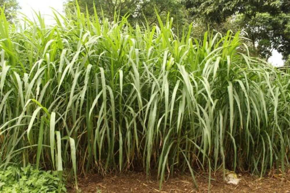 Grasscutter farming a manual for beginners in Nigeria: elephant grass for grasscutters Grasscutter farming a manual for beginners in Nigeria: elephant grass for grasscutters