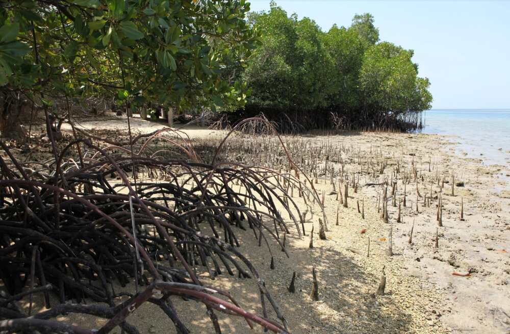 Three major types of vegetation in Nigeria, mangrove zone