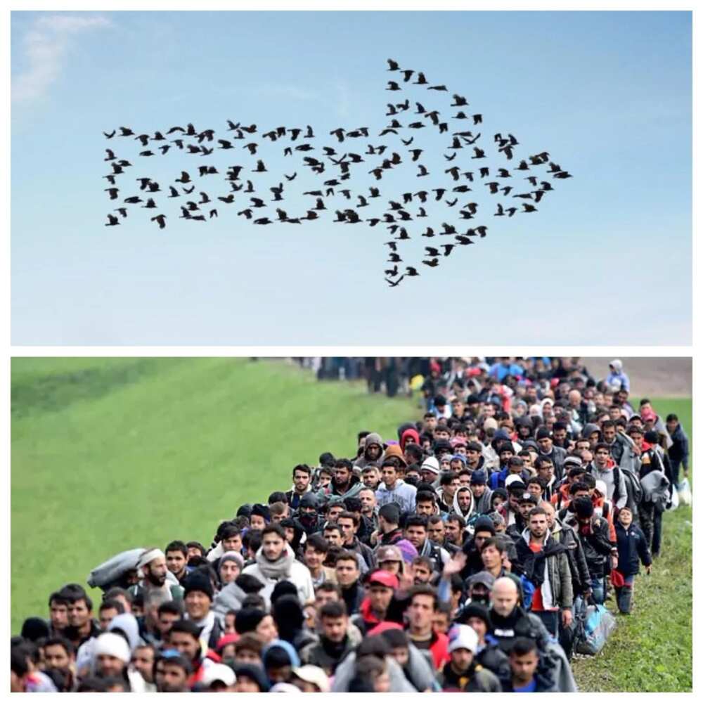 People migrate