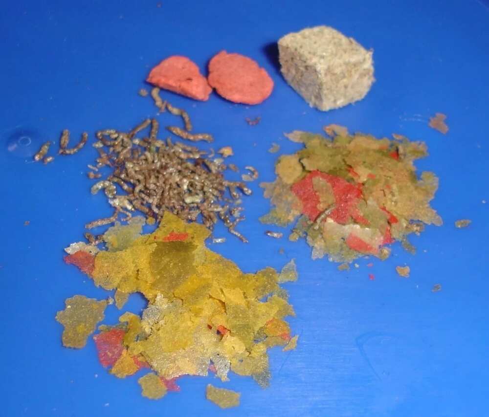 Recipe for Fish Feed Recipe for Fish Feed
